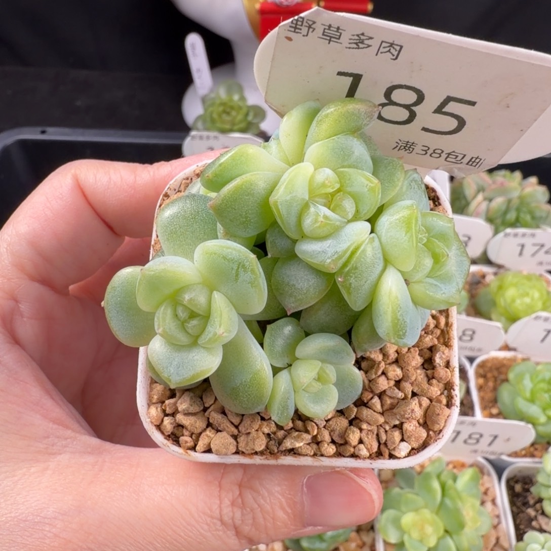 小白兔四头群185号