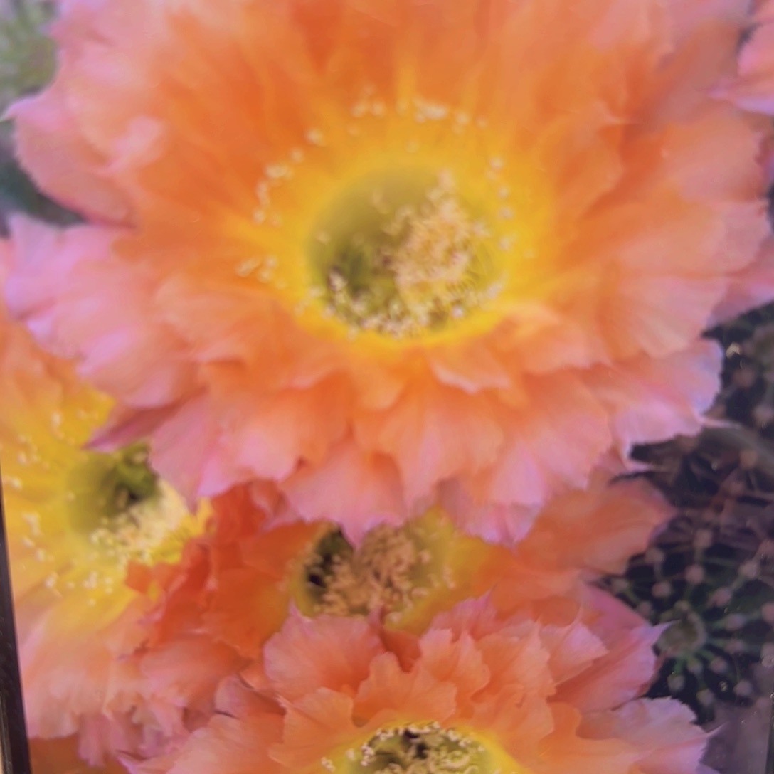 彩草069无根侧牙20包邮