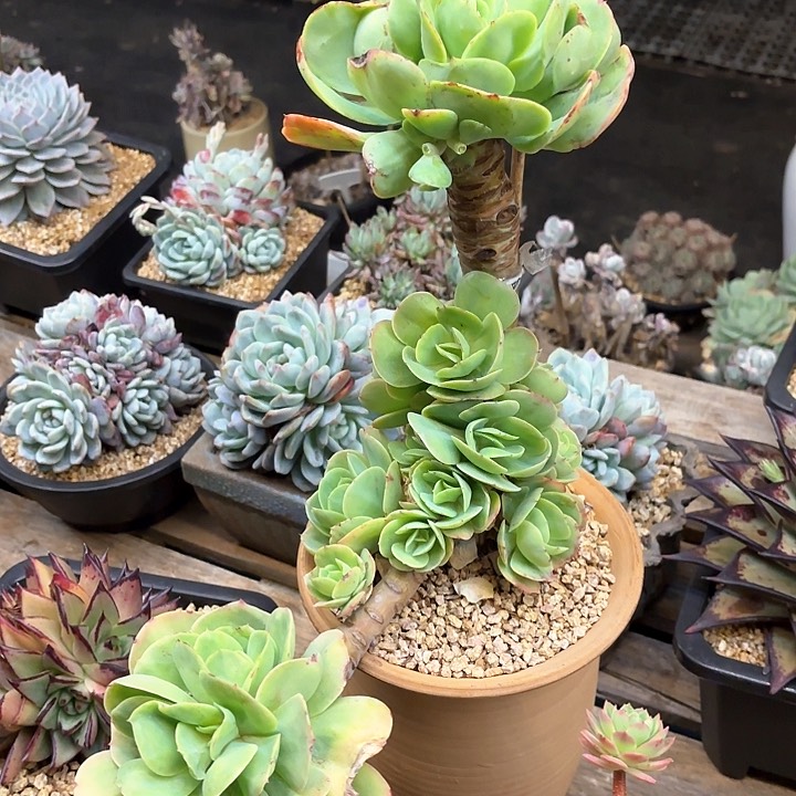 多肉植物，鸡蛋碧桃