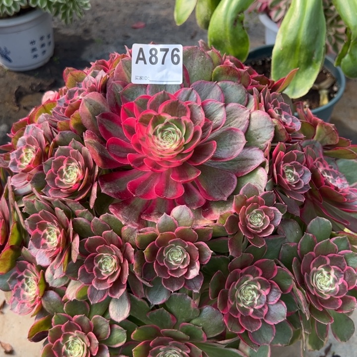 876粉花妖35厘米左右