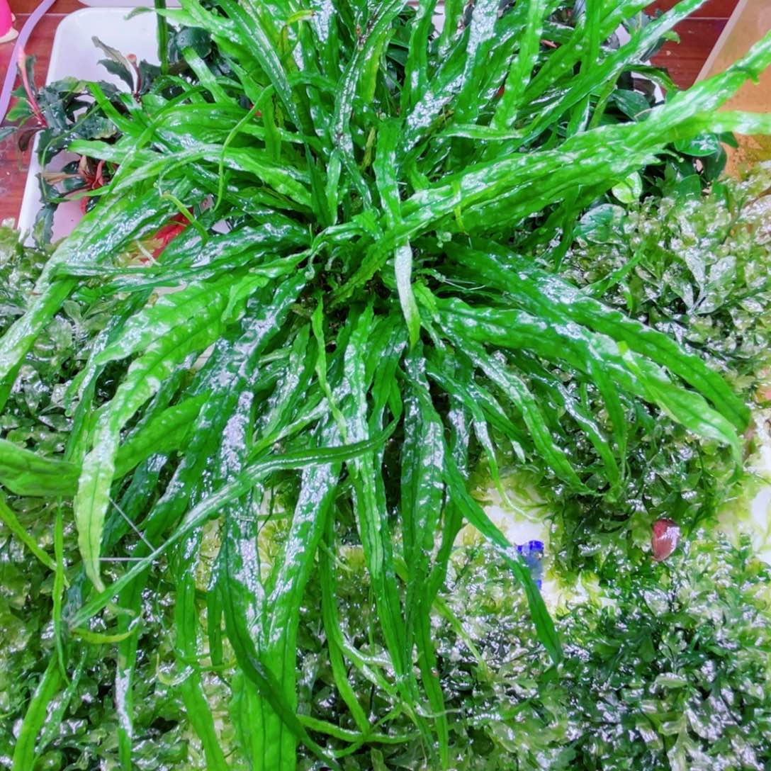 龍***下细叶铁一大个精品
