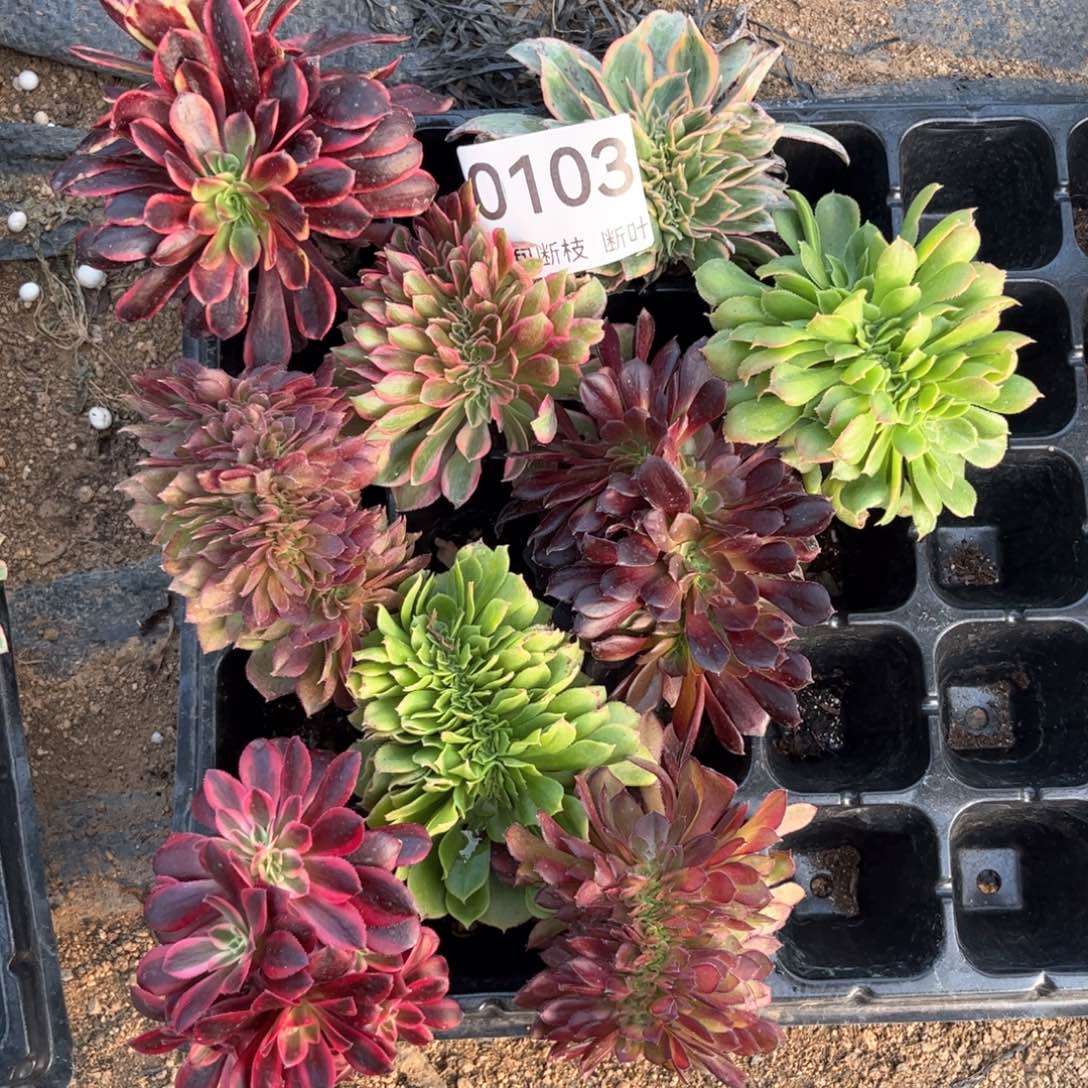 103号，9棵缀化，包邮