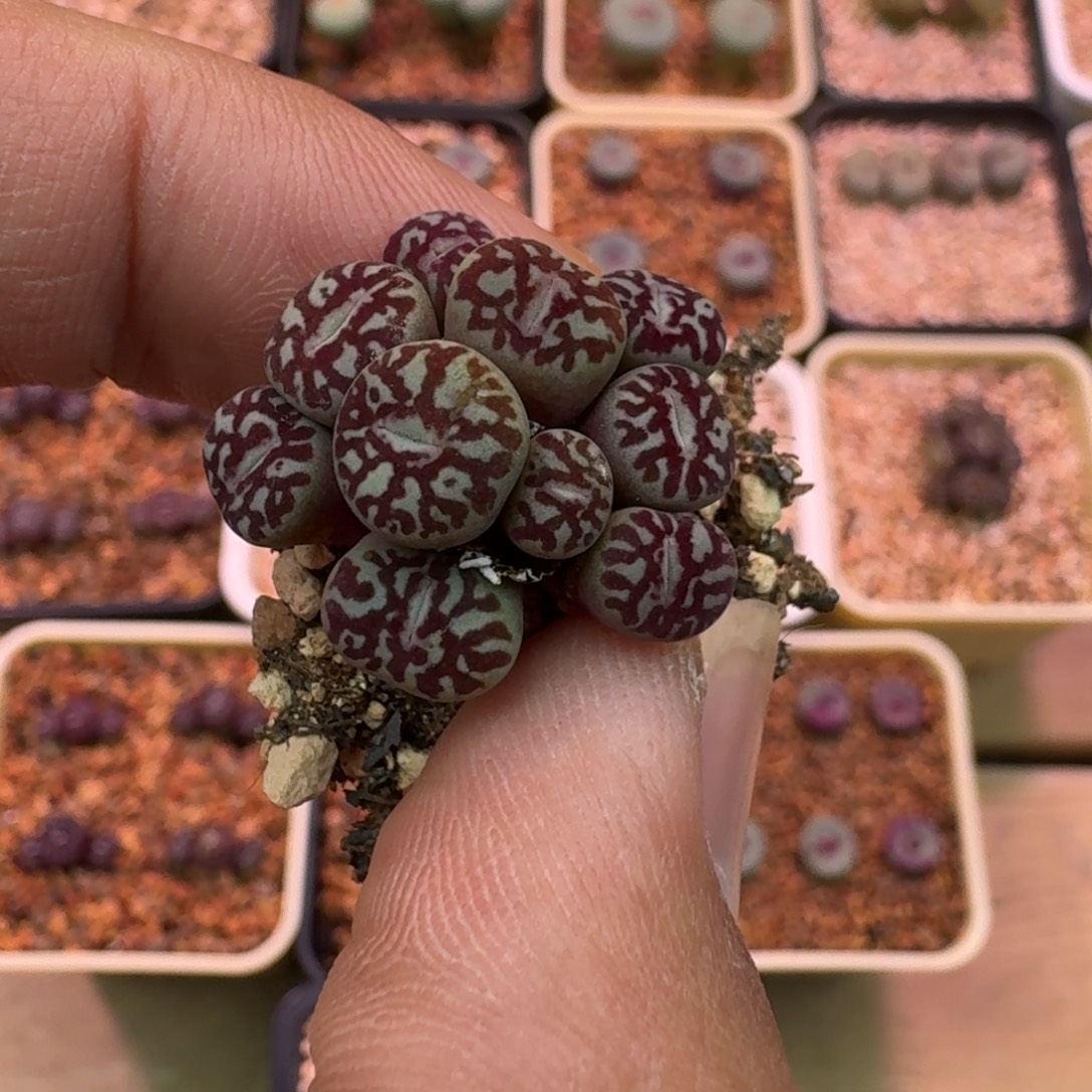 云缦精品番杏30.8红纹墨