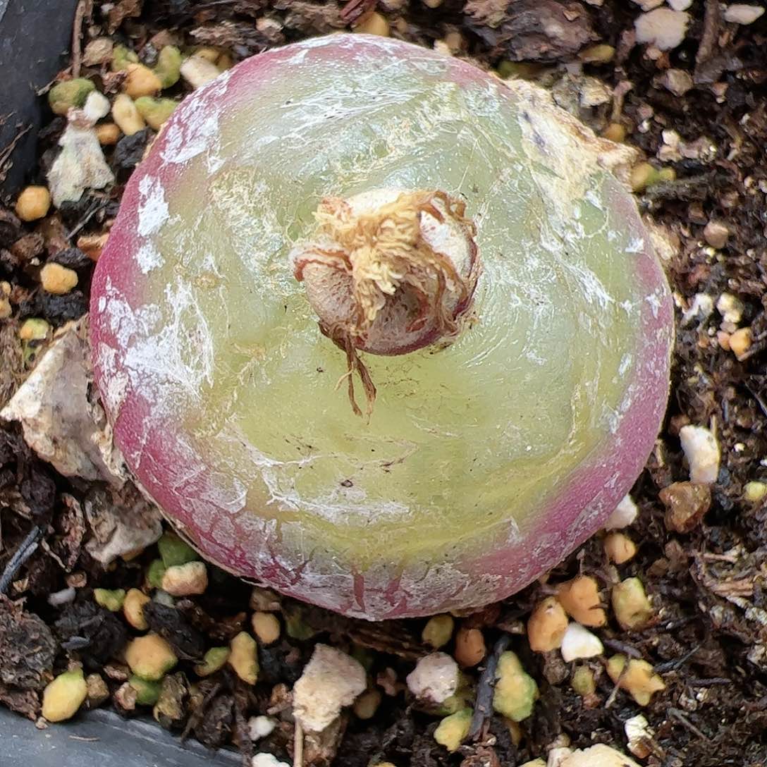 【闪购商品】16 双12限量福利