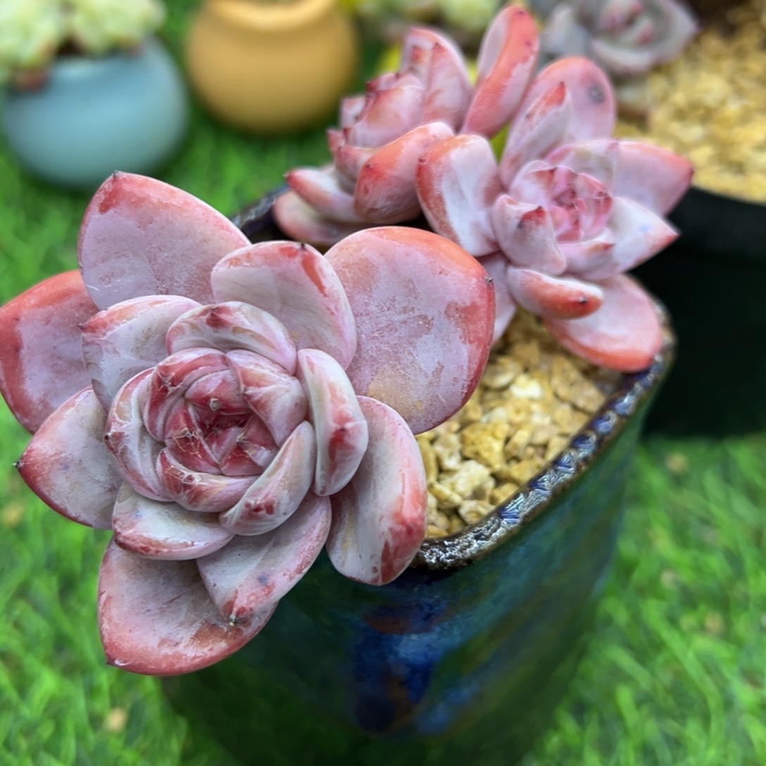 啊石榴籽星影小树福利