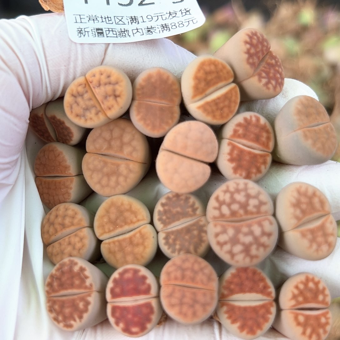 好养易活生石花大母本4452共20个