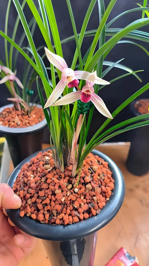 云南莲瓣兰粉荷红艳，兰花七彩丹霞兰花草兰草兰花盆栽绿植盆栽