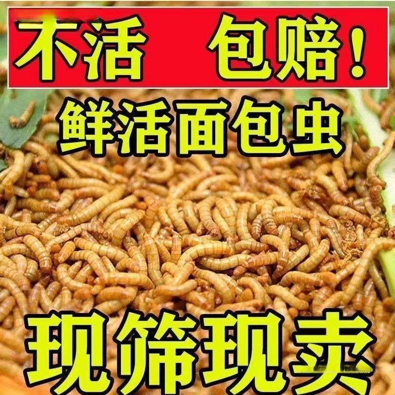 面包虫批发活虫乌龟金龙鱼石蛙饲料乌龟饲料小型鱼食活饵鲜活