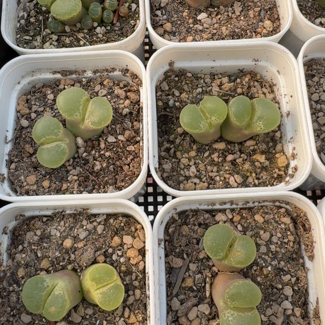 1453.9-樱花风铃双头福利一颗