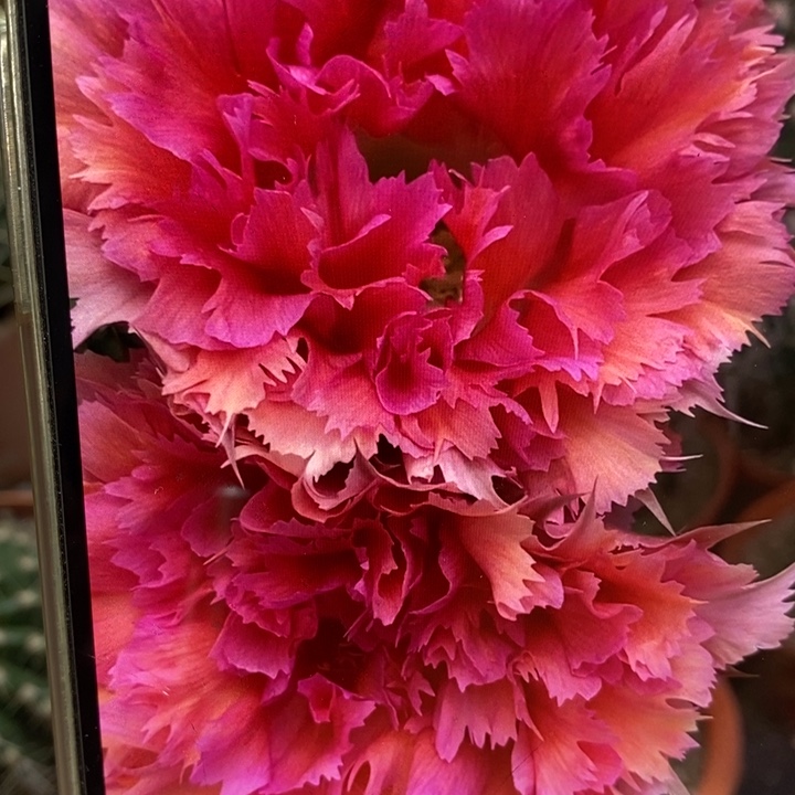 彩草羽毛2号带根3.5-4公分左右