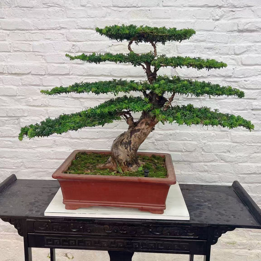 松柏造型老桩罗汉松盆景室内外种植耐寒植物