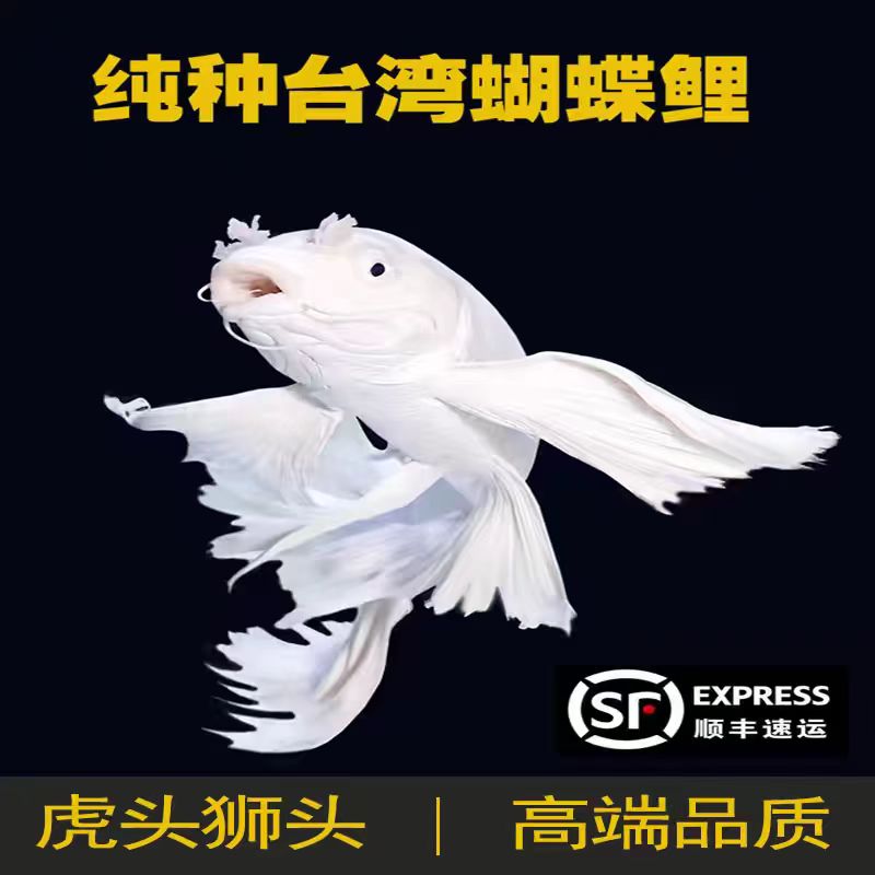 纯种蝴蝶鲤鱼精品石膏白16-19厘米短身球体观赏鱼混养活体发货