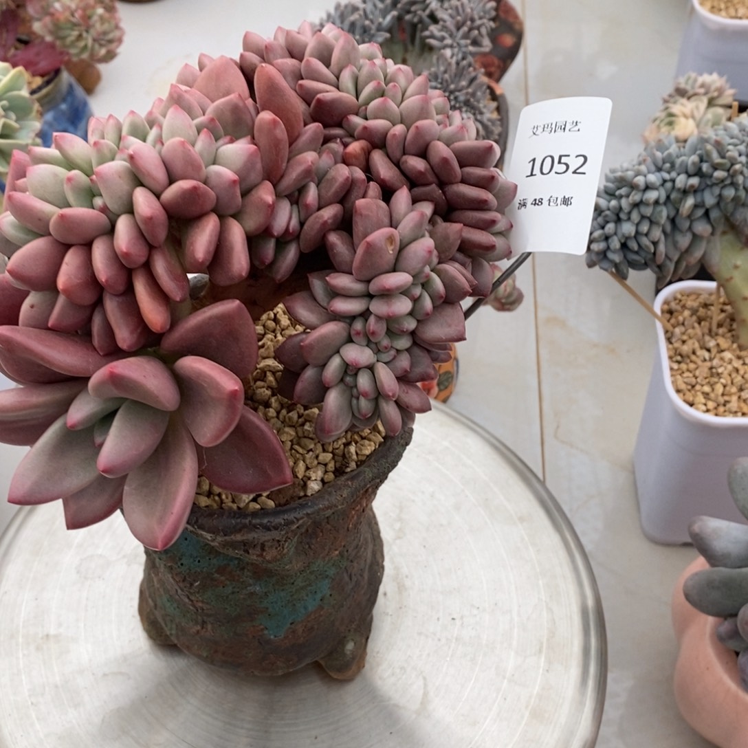 桃花源缀化多肉多肉052