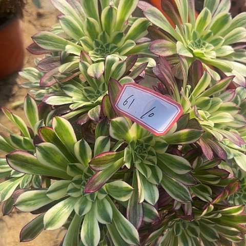 多肉植物天和61号