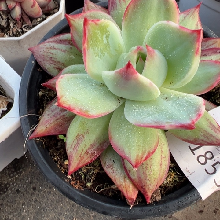 惊鸿仙子多肉外翻叶1855