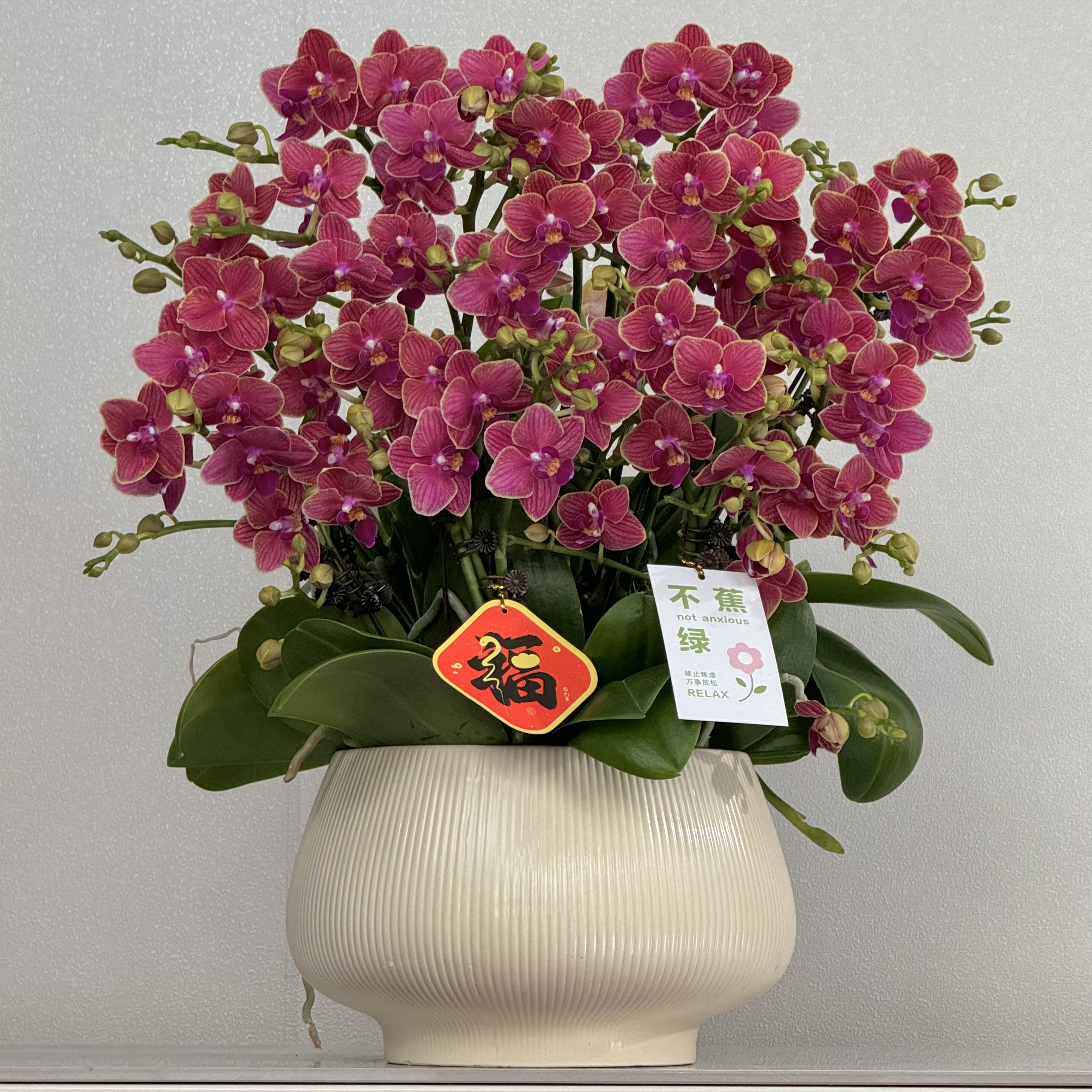 蝴蝶兰《金边玲珑》红色系花花 红红火火 基地直发 带花带苞