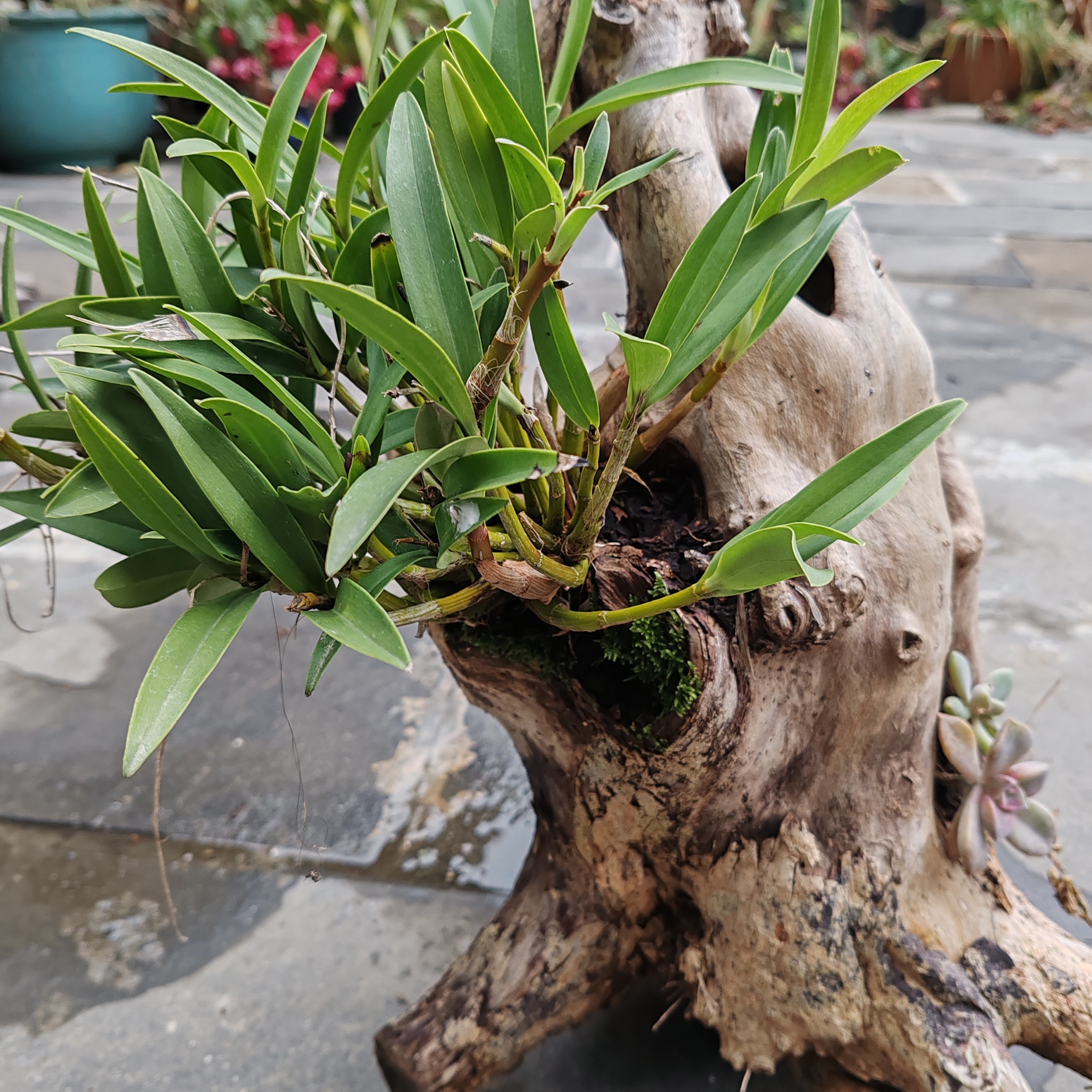 盆景好活易养室内外均可种植盆栽