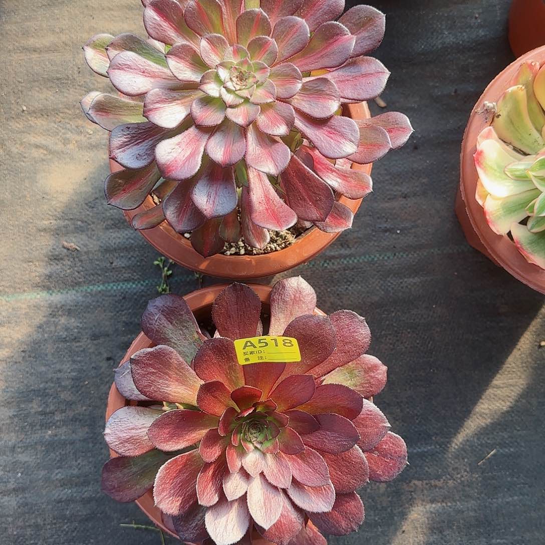 组合法师多肉植物524518