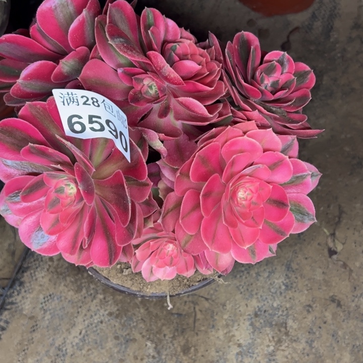 6590女巫多肉植物