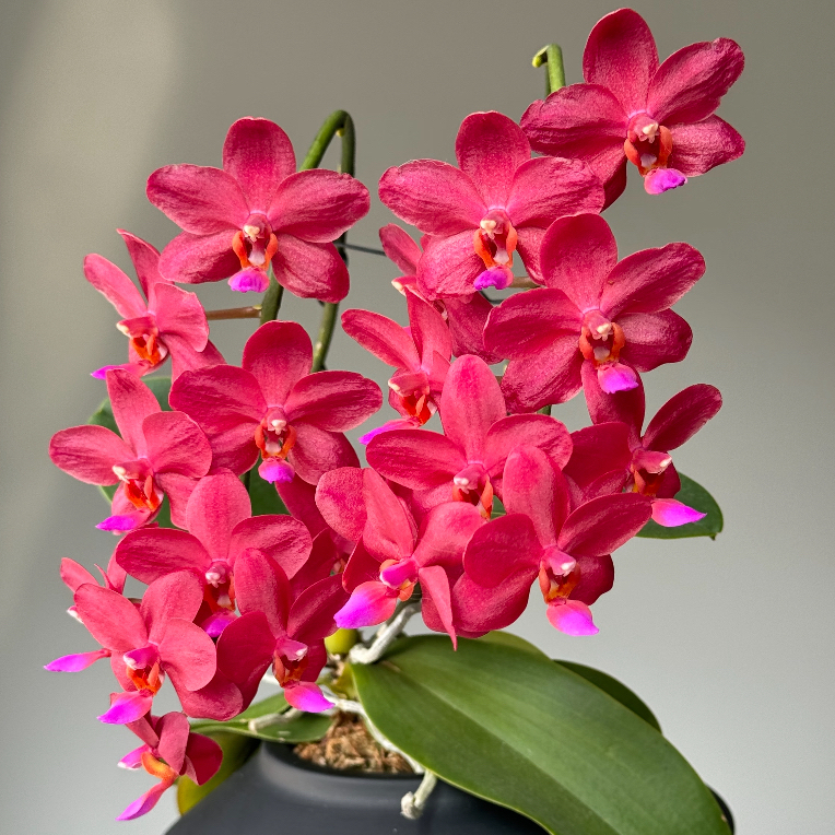 蝴蝶兰(梦幻女朗)2.8寸杯苗子