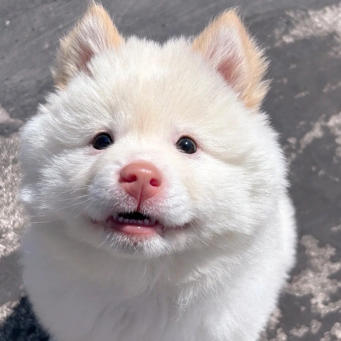 广西中华田园犬阿烽