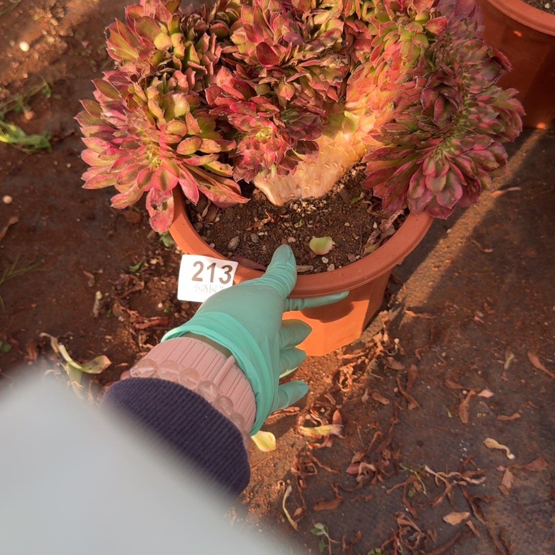 213”荔枝缀化多肉植物满28包邮
