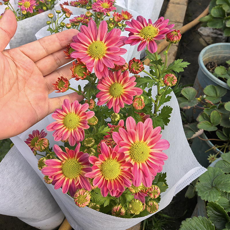 奶油条纹斑纹菊荷兰菊小雏菊(条纹花边 颜值高)阳台庭院开花植物