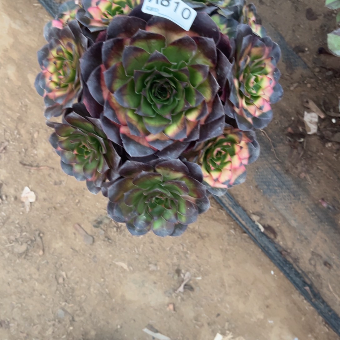 810玫瑰仙子多肉植物法师