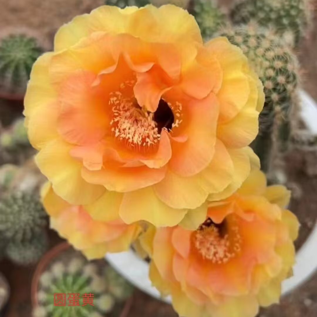 凤羽母鸡一号3公分侧芽