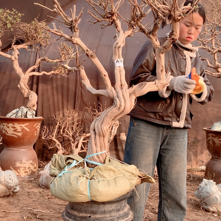 你***北全部花朵金银花88888