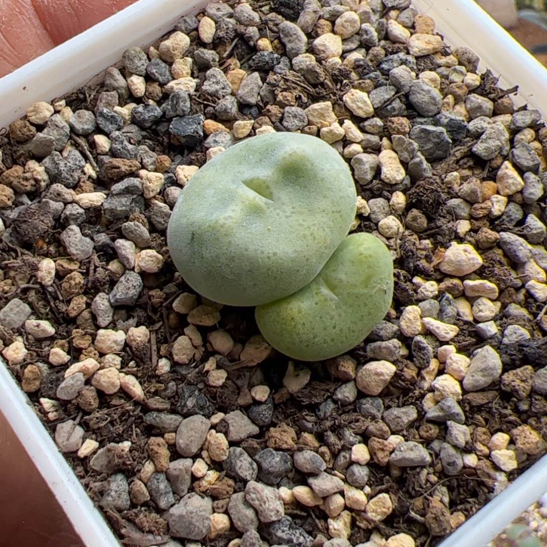 12.22绿豆饼多肉植物25