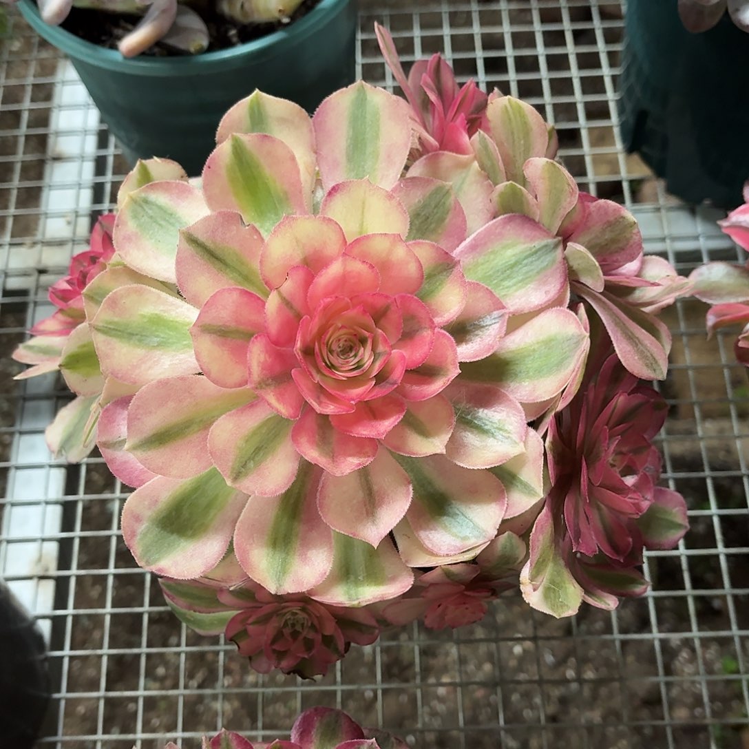 荔枝法师群冠幅25㎝左右