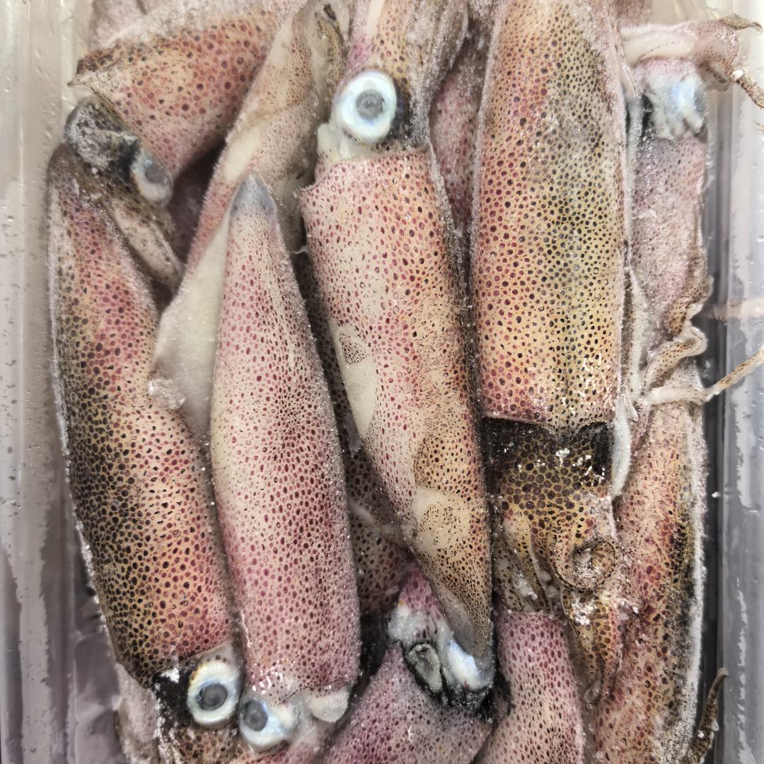 冻鱿鱼【福建省内拍】