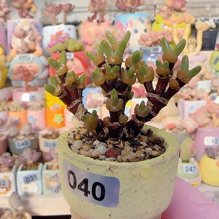 落****L可爱枝干兔子 盆口3cm