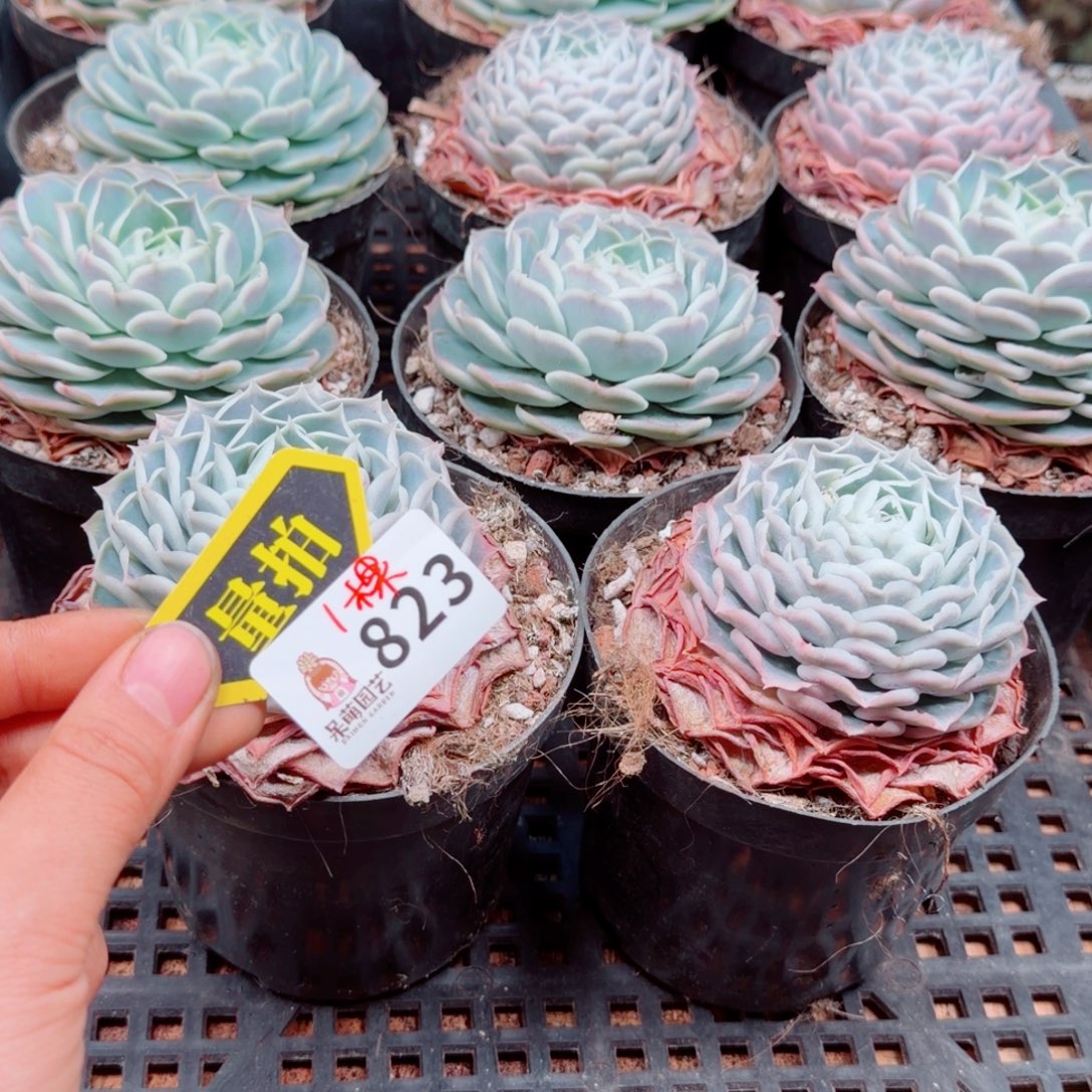 多肉植物多肉植物