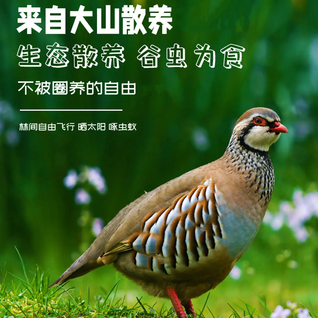 【东北散养】现宰现杀 树上鸡肉 小飞龙 送东北三宝 煲汤营养四只