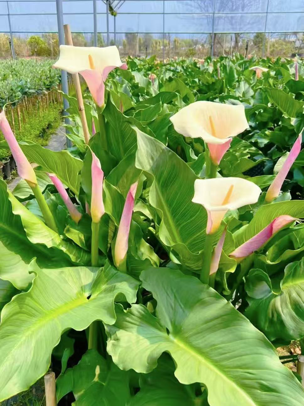 【火烈鸟马蹄莲】绿植花卉盆栽四季可种易活适合阳台室内