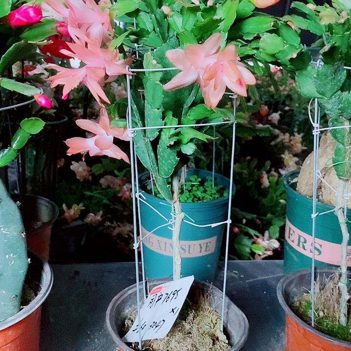 用***0无花朵叶仙嫁接一物一拍