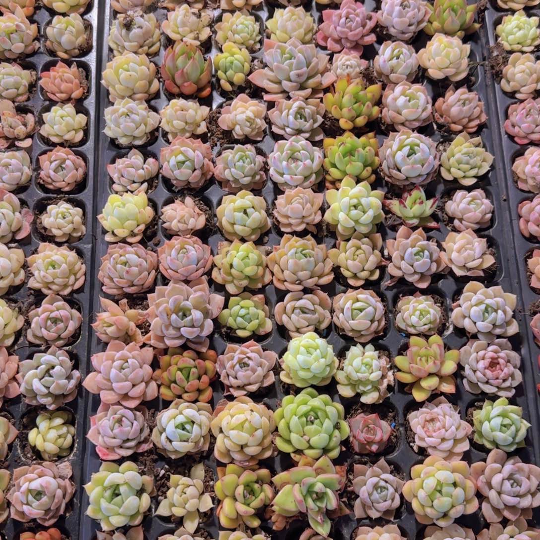 直播福利一物一拍多肉35