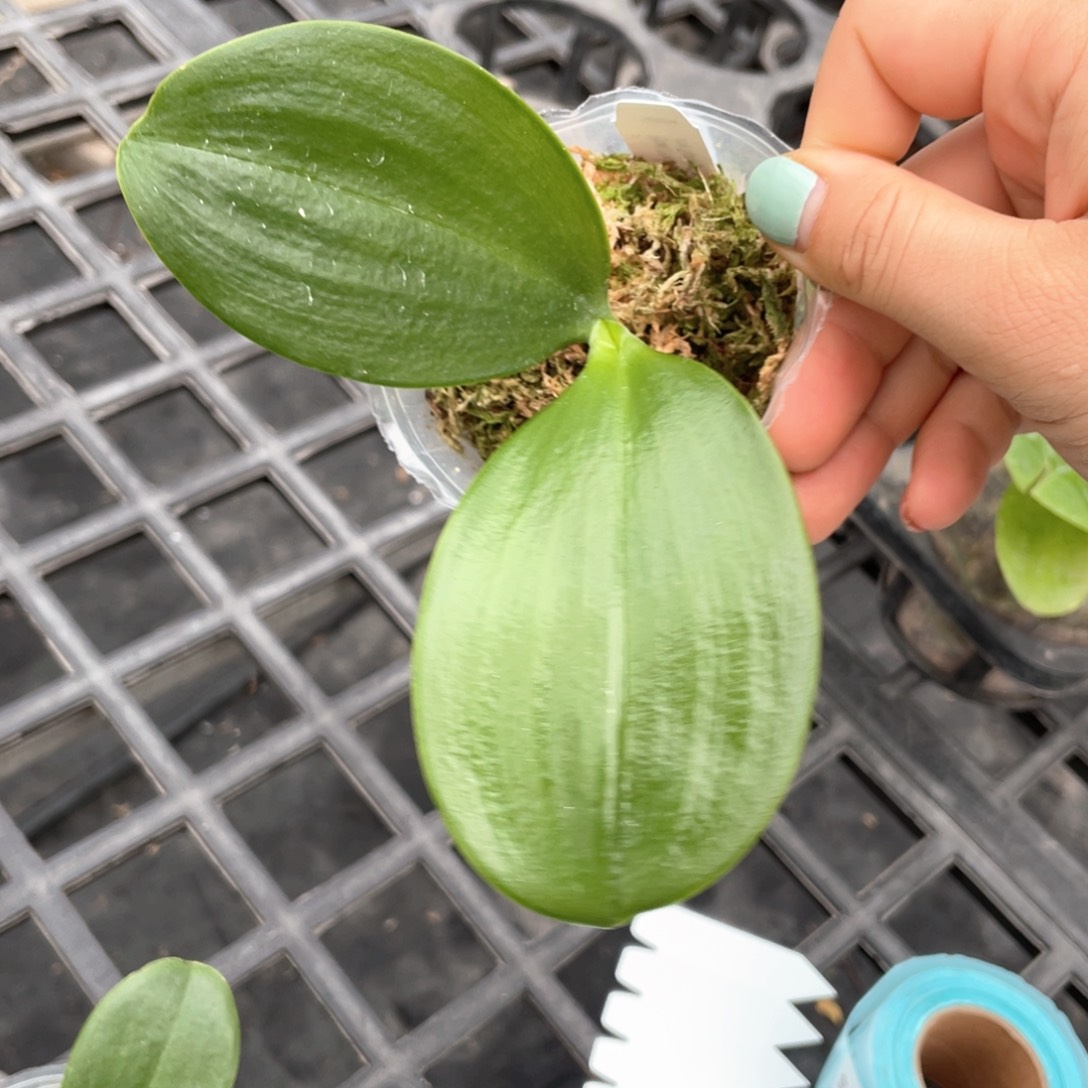 当前无花栽培后可以开花【k225】