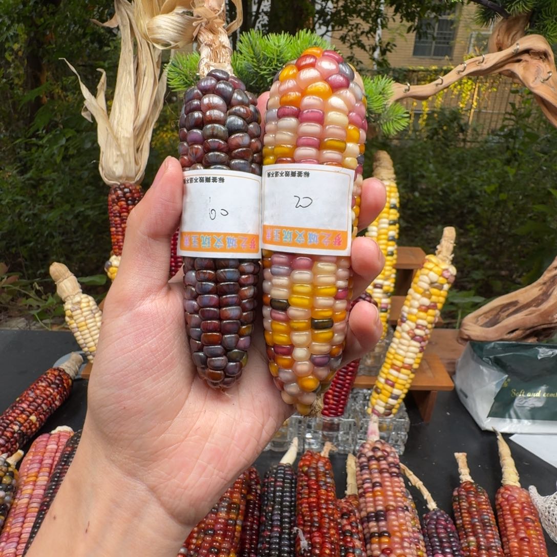 历***乡大叶紫檀（黑酸枝木类）