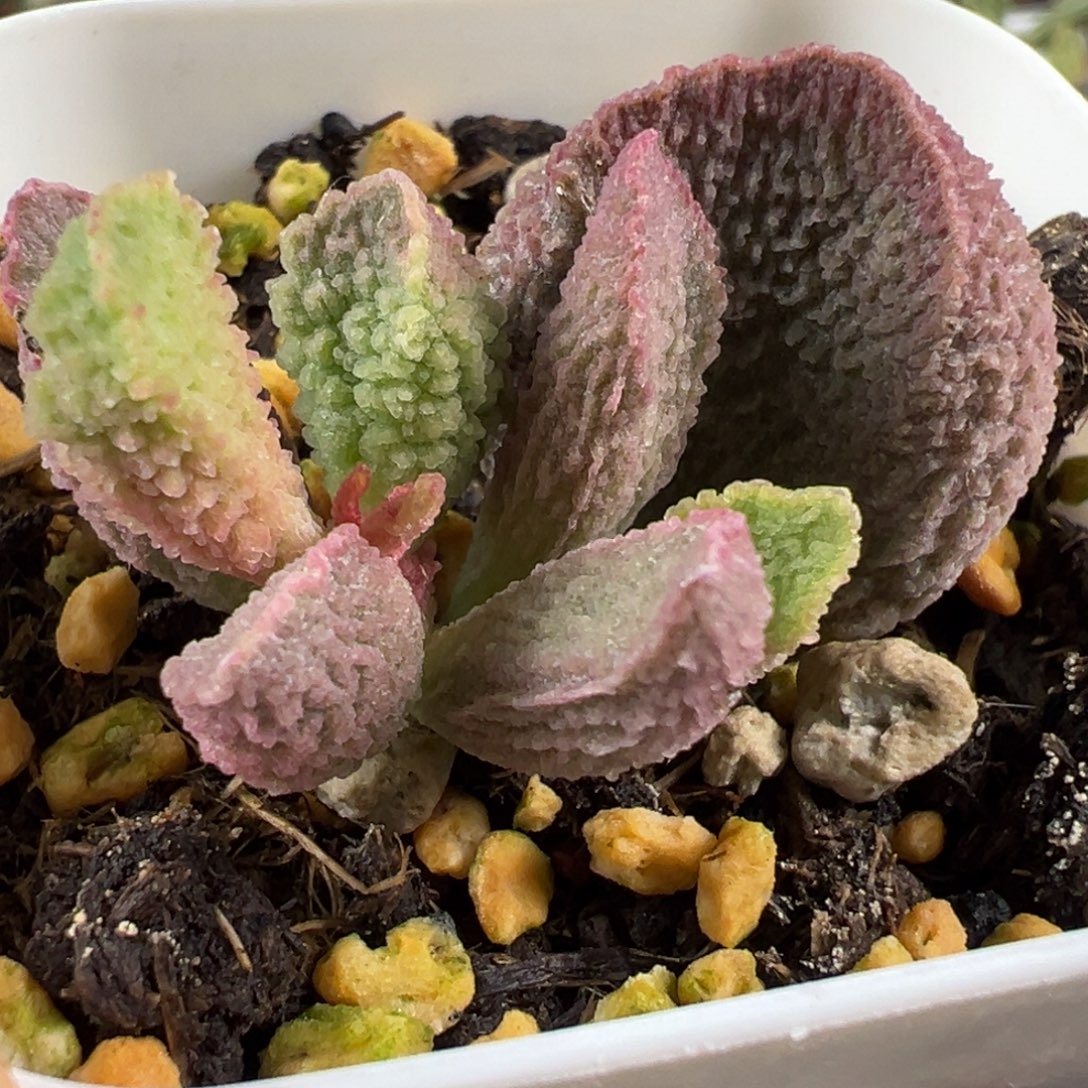 粉色实生新品大苗多肉植物水泡