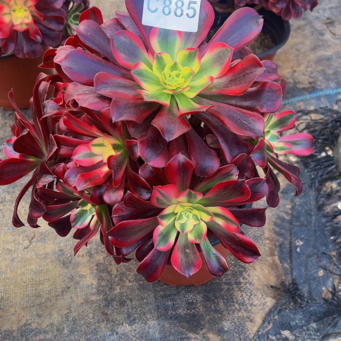 沧***尘无花朵美杜莎法师885