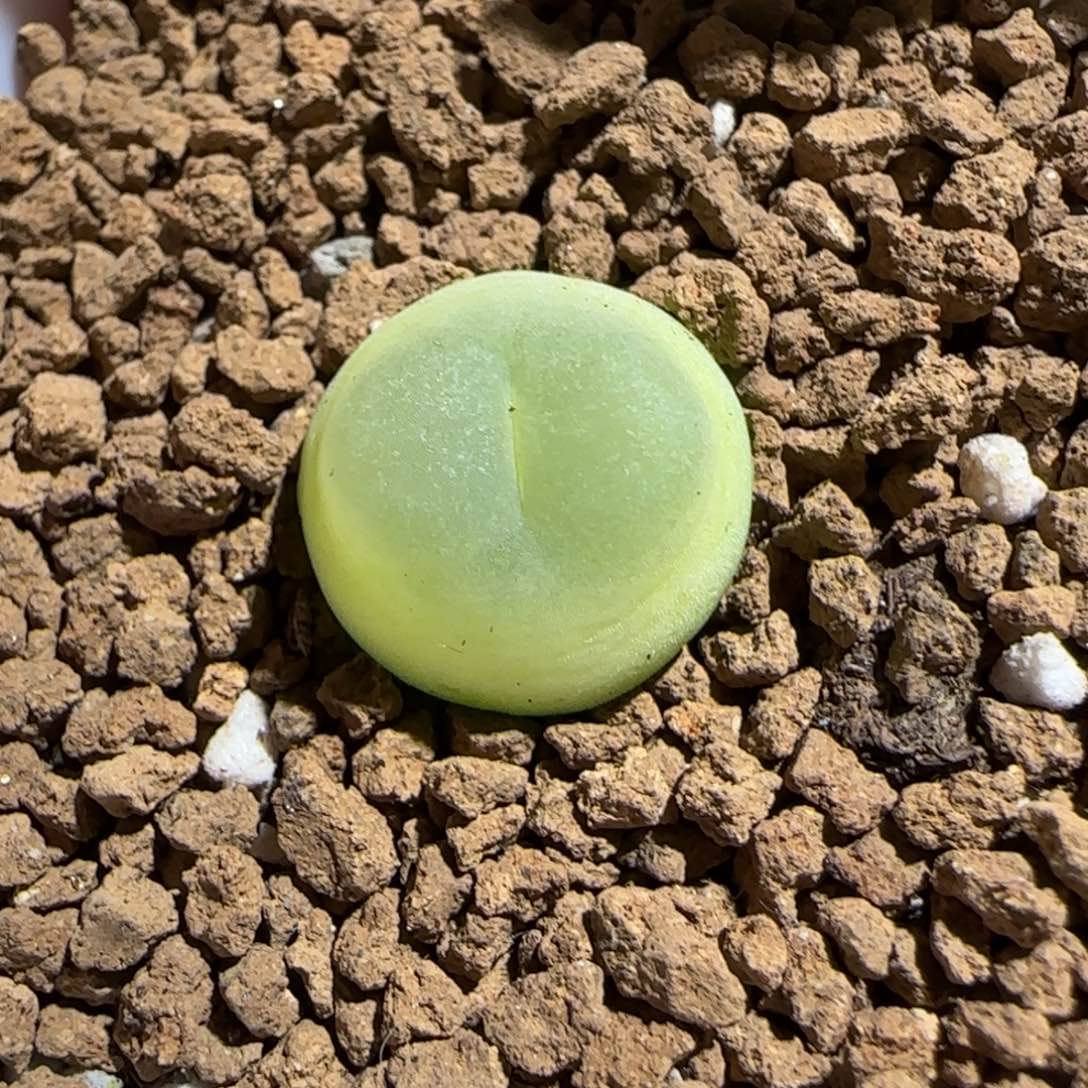 肉锥多肉植物组合-日式拉登1098