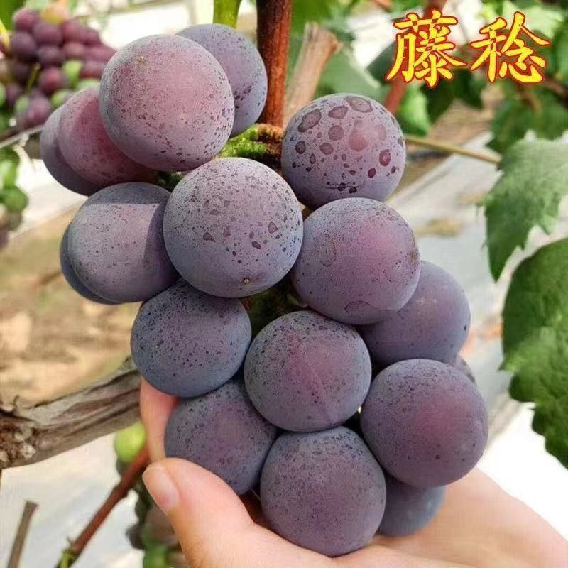 五年苗藤稔葡萄苗特大乒乓球葡萄嫁接树苗南北方种植耐寒西梅