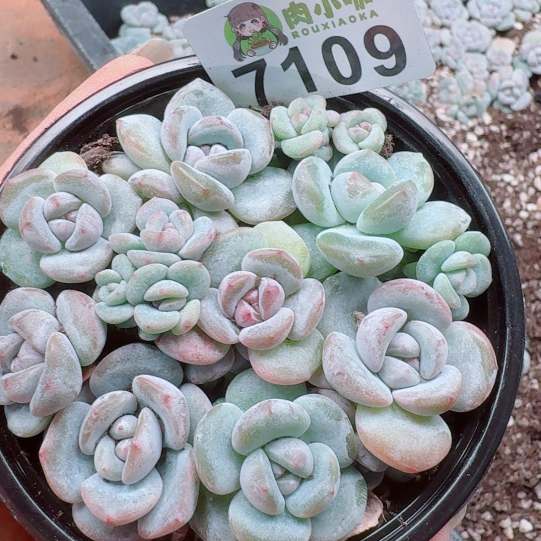 多肉植物多肉植物