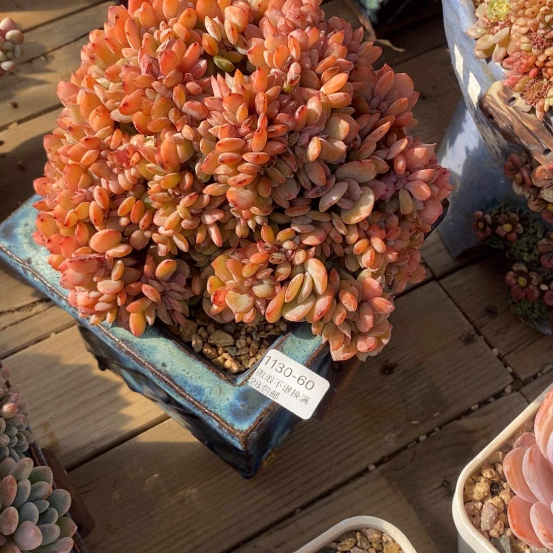 简***活60号多肉大群漂亮