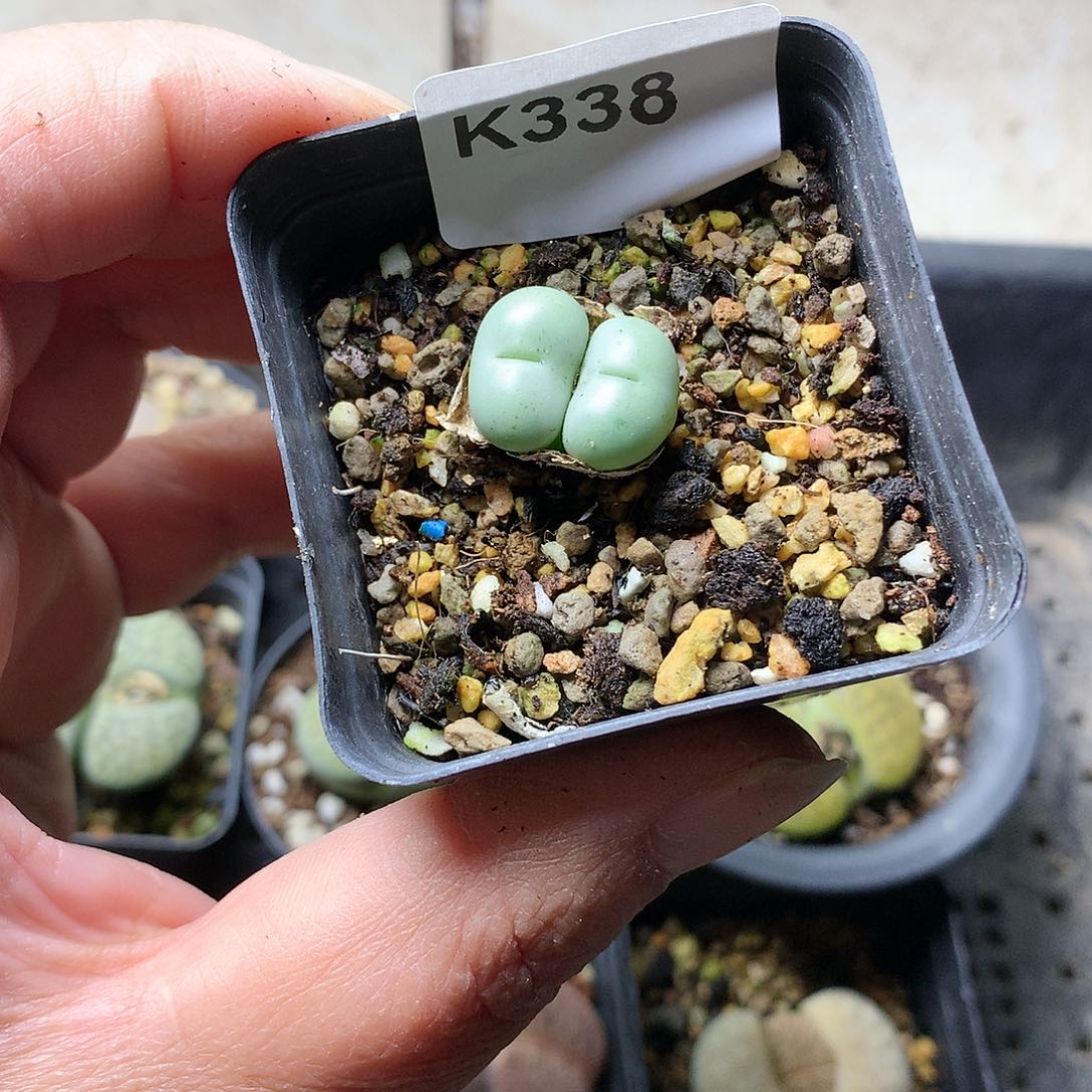 寒*K338多肉植物保护