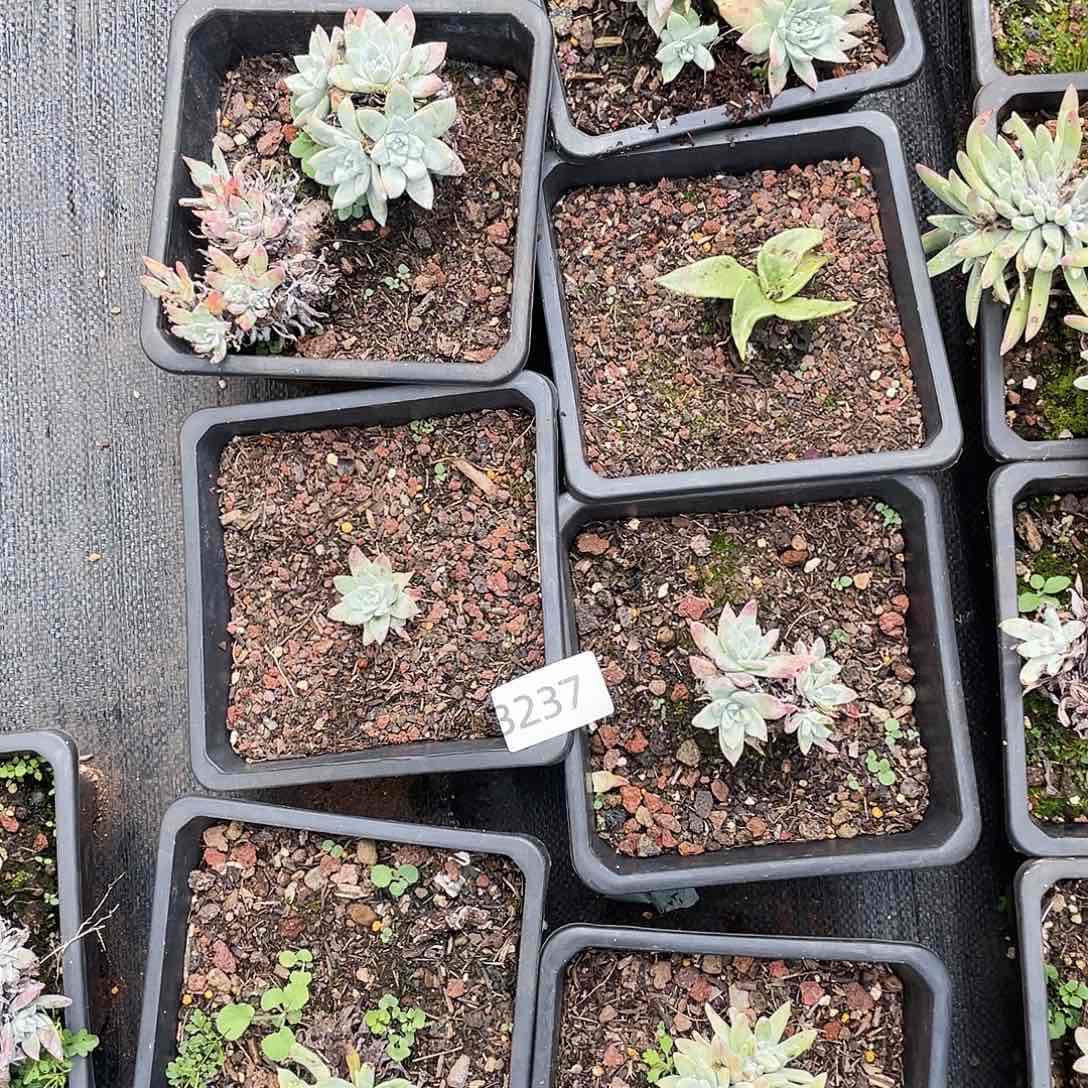 瑕疵特价不售后3237
