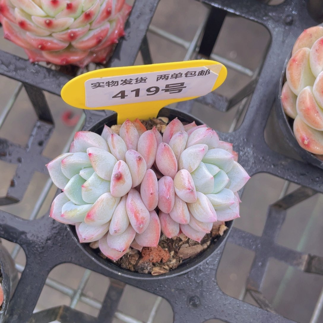 419号 韩货维特双头一个m